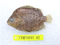 藏品(金錢魚)的圖片